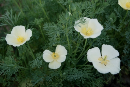 Picture of Eschscholzia - Ivory Castle